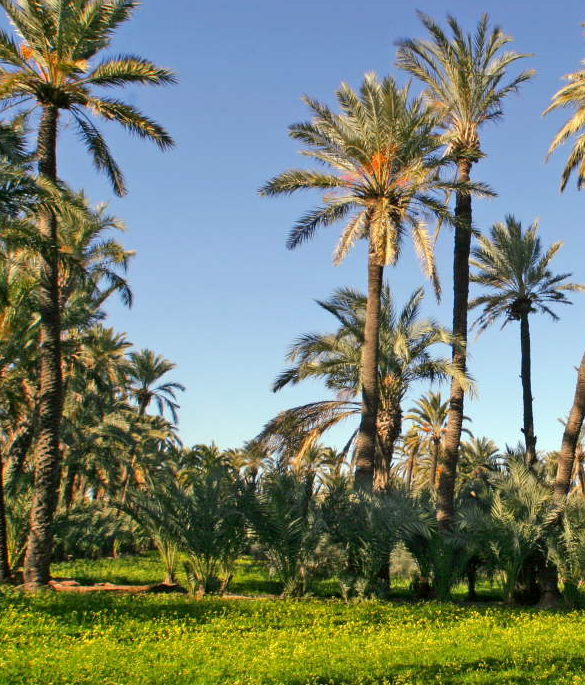 Elche, algo más que palmeras